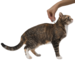 Профендер® капли на холку от гельминтов для кошек от 2,5 до 5 кг - 2 пипетки – интернет-магазин Ле’Муррр