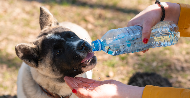 Вода для собаки: как и чем правильно поить питомца